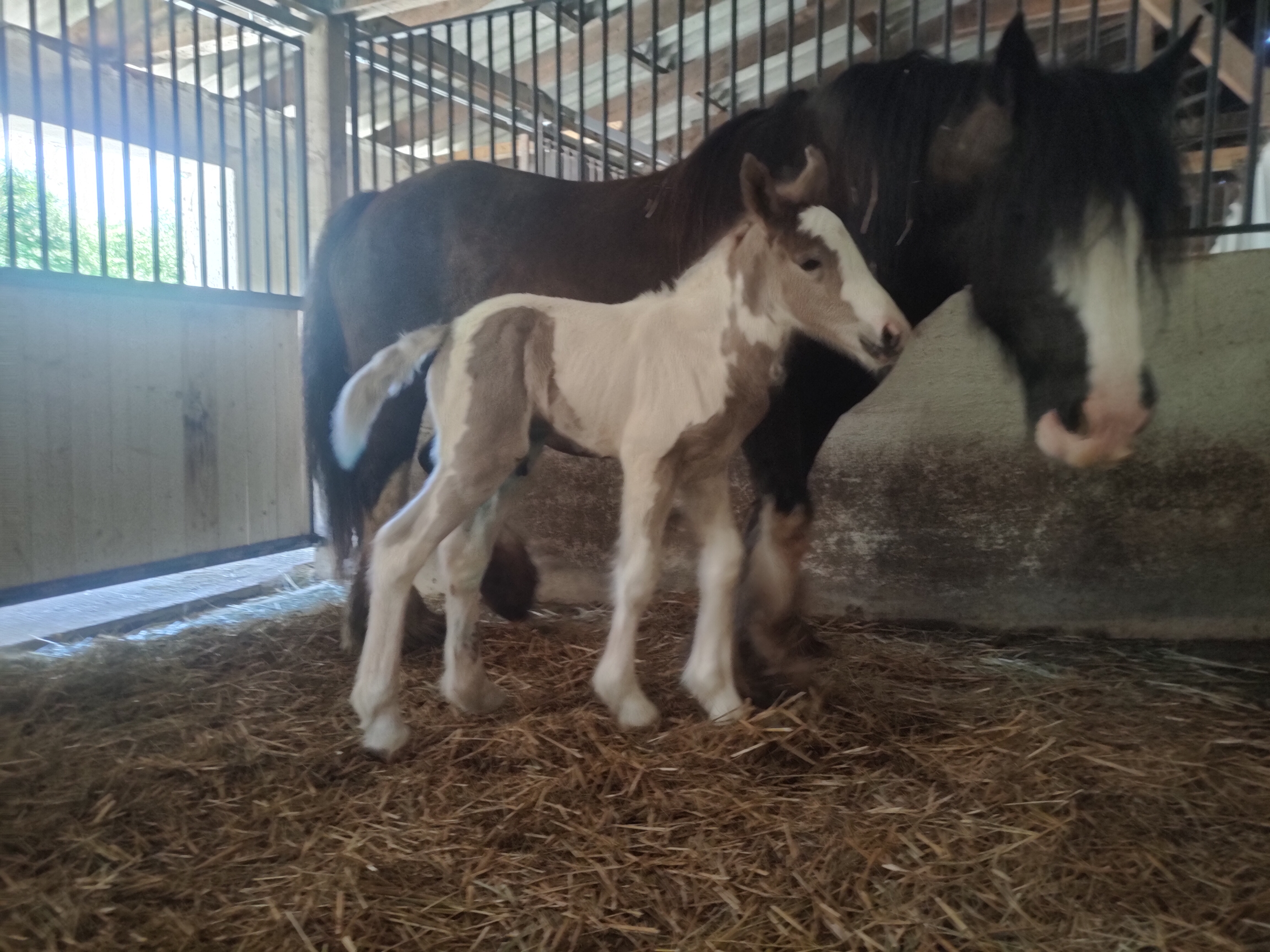 Irish Cob filly